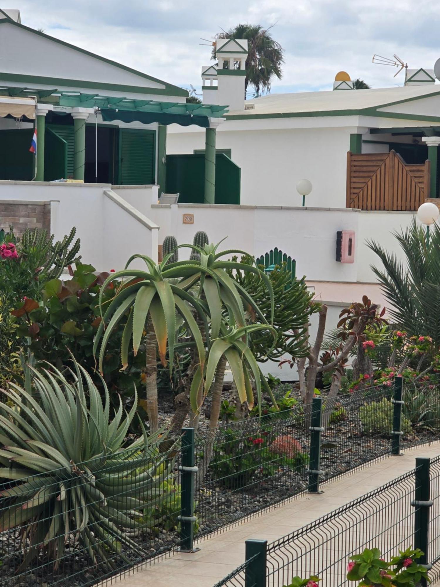 The Sunflower Maspalomas  Luaran gambar